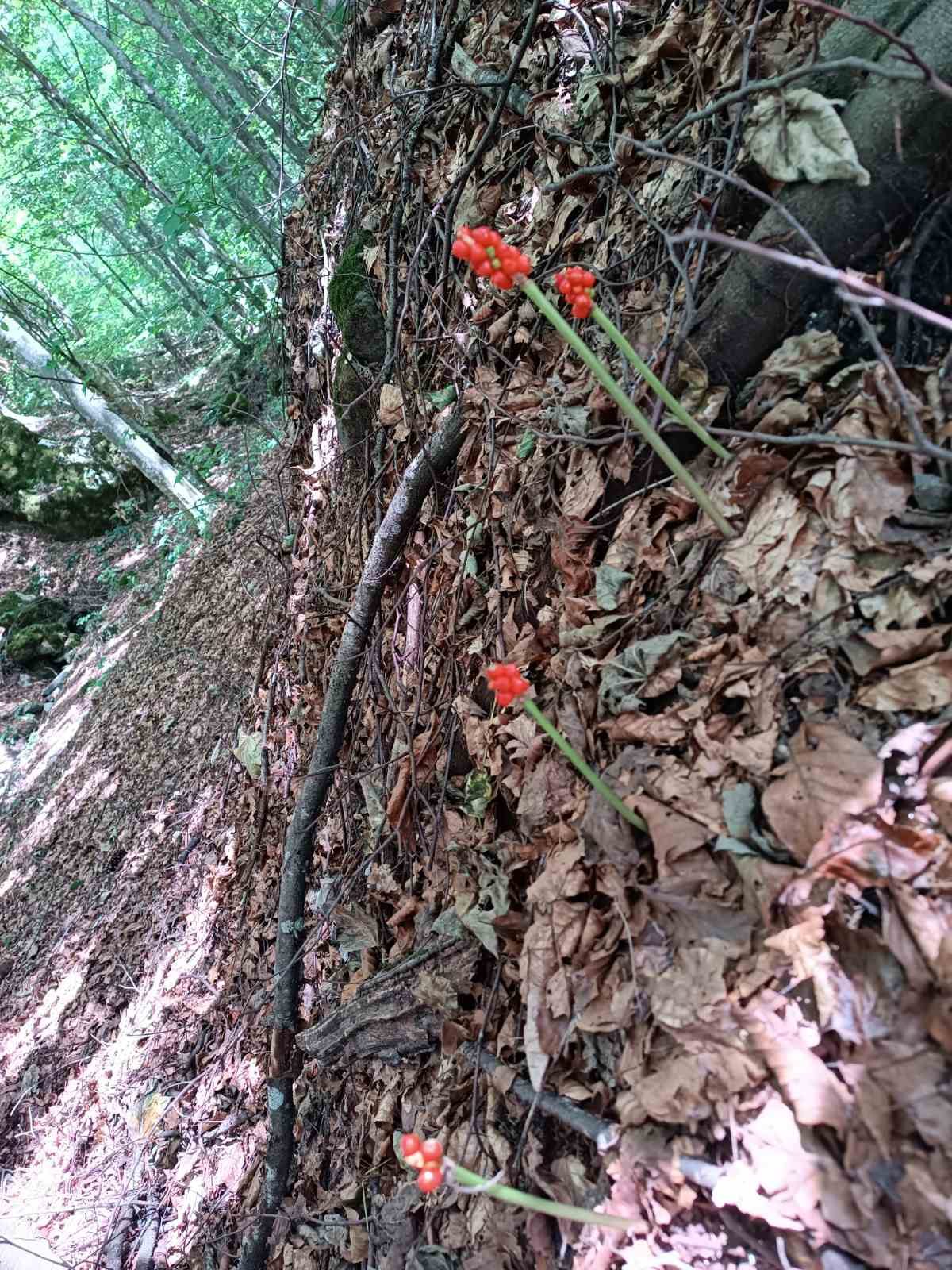 Arum maculatum (rodul-pământului) în pădurea de fag